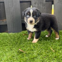 Lobster - Black tri-color male Australian Shepherd puppy in Oak Hill, Florida from Swingin T Ranch LLC