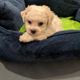 Theodore - White male Bichon Frise puppy in Manassas, Virginia from Jawoofski's Bichons