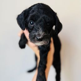 Benny - Phantom male Goldendoodle puppy in Auburn, Indiana from Martin’s Doodles