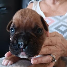 Boy 3 - fawn - Fawn male Boxer puppy in Morriston, Florida from Like The Wind Boxers