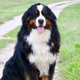 Henry - Bernese Mountain Dog