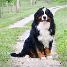 Henry - Bernese Mountain Dog