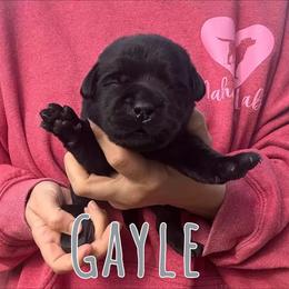 Gayle - Black female Labrador Retriever puppy in Petersburg, Kentucky from Mahan Labs