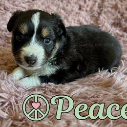 Peace - Black tri female Miniature Australian Shepherd puppy in Millington, Tennessee from Goading Glee Glade