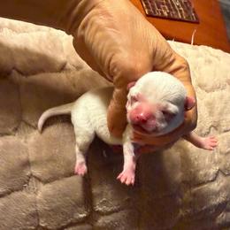 White boy - White male Chihuahua puppy in Summerfield, Florida from Uey’s Chihuahuas