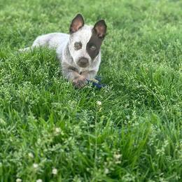 Australian Cattle Dog Puppies from Cowboy Tuff Stock Dogs