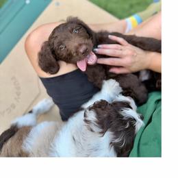 King Oyster - Blue Collar - Chocolate male Goldendoodle puppy in Garland, Texas from Twilight Doodles