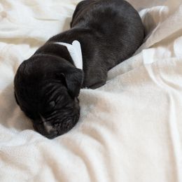 Mandy - Black female Great Dane puppy in Mineola, Texas from RC Ranch Great Danes And Cane Corsos