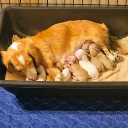 Dachshund puppies from Debbie's Dachshunds