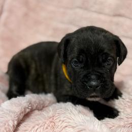 Yellow Collar R - Black brindle male Cane Corso puppy in Paris, Texas from Knucklehead Cane Corso