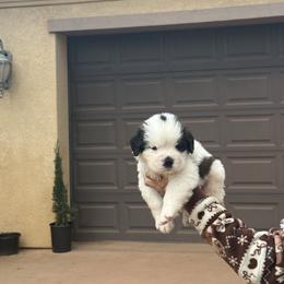 Legolas - White and brown male Saint Bernard puppy in Ramona, California from Buendias Ranch Saint Bernards & Bernese Mountain Dogs