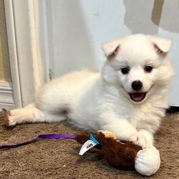 Bella - White female American Eskimo Dog puppy in Hesperia, California from Bella's American Eskimos
