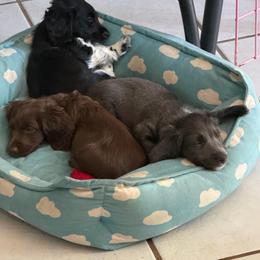 Eros Full AKC Boy 1 - Gray (blue) male Dachshund puppy in Erie, Michigan from Champagne’s Grinch Toe’d Dachshunds