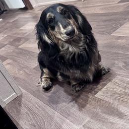 Goose - Dachshund