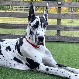 Great Danes from Coquina Great Danes