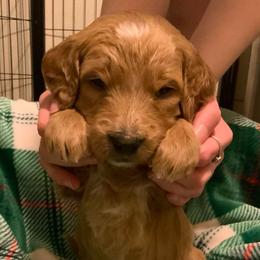 Sandy - light pink collar - Apricot female Goldendoodle puppy in Puyallup, Washington from Dawnie’s Doodles