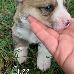 Pembroke Welsh Corgi Puppies from Cahas Corgis