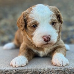 Razzle - Red  male Goldendoodle puppy in Twin Falls, Idaho from Magic Valley Family Doodles