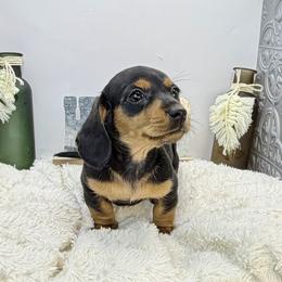 Lola - Black and tan female Dachshund puppy in Rio Linda, California from Destiny's Mini Doxies