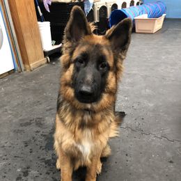 Gretel - German Shepherd