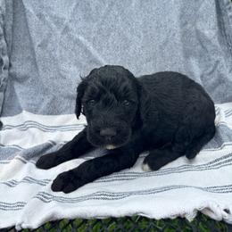 Bellini - Black female Bordoodle puppy in Indianapolis, Indiana from Indiana Bordoodles