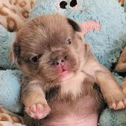 Lucien - Blue male French Bulldog puppy in Redlands, California from You Winnie Some (Winnie's Blues & Lilacs)