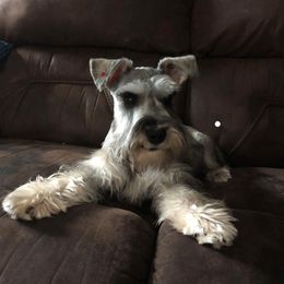 Miniature Schnauzer Puppies from Pierhaus Minature Schnauzers