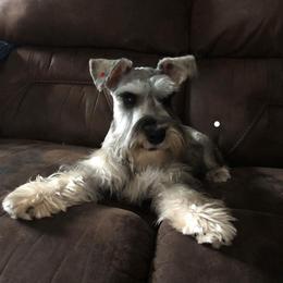 Miniature Schnauzer Puppies from Pierhaus Minature Schnauzers