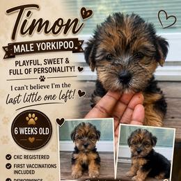 Timon male Yorkipoo - Black and tan male Yorkshire Terrier puppy in Gastonia, North Carolina from Banks Dynasty Kennel