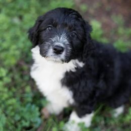 Aussiedoodles from Southern Royal Aussiedoodles