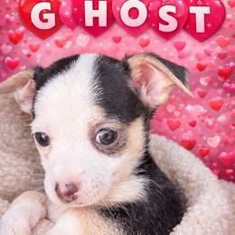 Ghost - Black and white male Chihuahua puppy in Drumright, Oklahoma from Fancy Pants Chihuahua’s