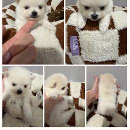 ASPEN KOREAN tiny - White male Pomeranian puppy in Orlando, Florida from Denise’s Puppies