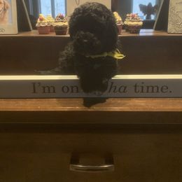 Portuguese Water Dog Puppies from Prestige Portuguese Water Dogs