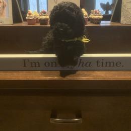 Portuguese Water Dog Puppies from Prestige Portuguese Water Dogs