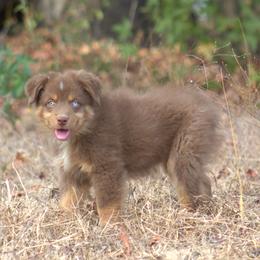 WOODY - Red tri male Miniature Australian Shepherd puppy in Scroggins, Texas from MAC's Cirkles 8 Aussies
