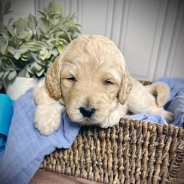 Ziggy- blue collar male - Cream male Goldendoodle puppy in Silsbee, Texas from Barkley Lane Doodles LLC