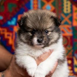 Geralt - Tri-colored male Pomeranian puppy in California from T & D Dream Poms