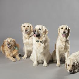 Golden Retriever Puppies from Mountain Sky Goldens   https://youtu.be/30SVQesEtig?si=CMjASv_Tza1VKSNt