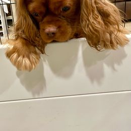 Kilo - Cavalier King Charles Spaniel