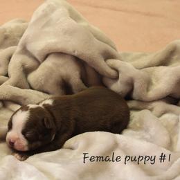 Girl 1 - Boston Terrier puppy from Jeanne Campbell