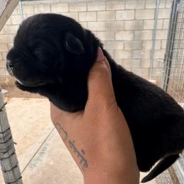 Black - Black male Cane Corso puppy in Compton, California from Urban League Cane Corso