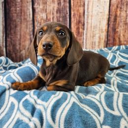 Lila - Chocolate and tan female Dachshund puppy in Malad City, Idaho from Mountain Sage Dachshunds