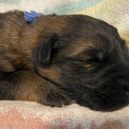 German Shepherd Puppies from Faith Shepherds