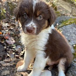 Apollo - Red tri-color male Australian Shepherd puppy in Grants Pass, Oregon from Carmel Mountain Aussies