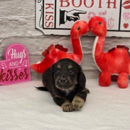 Rover - Black and cream male Dachshund puppy in Norwood, Missouri from Madra's Dashing Doxies