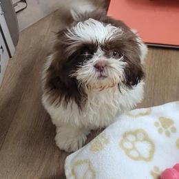 Melly - Chocolate and tan female Shih Tzu puppy in Azusa, California from RJ Shih Tzu lover