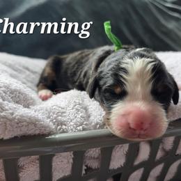 Charming - Black rust and white male Bernese Mountain Dog puppy in Blackfoot, Idaho from Draper Mountain Doodles