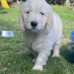 Boy 3 - male Goldendoodle puppy in Westbrook, Maine from Snowypaw Golden Retrievers