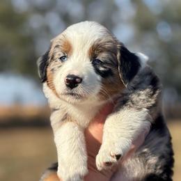 Lorelai - Blue merle female Australian Shepherd puppy in Uvalda, Georgia from Happy Ours Australian Shepherds