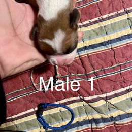 Boxer Puppies from Abney’s Boxers of Bowling Green